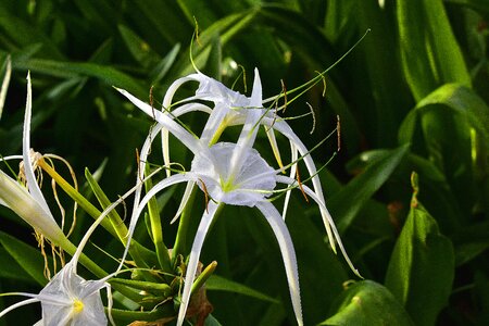 Nature wild flowers plant
