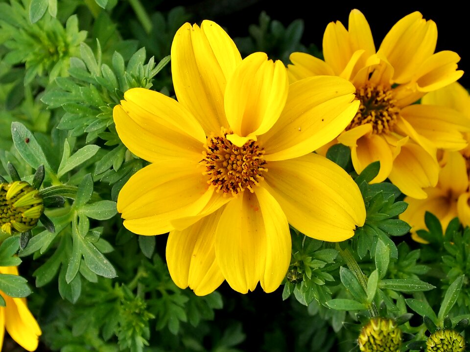 Spring yellow flowers close up photo