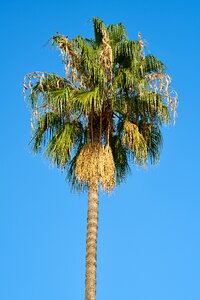 Nature tropical leaves