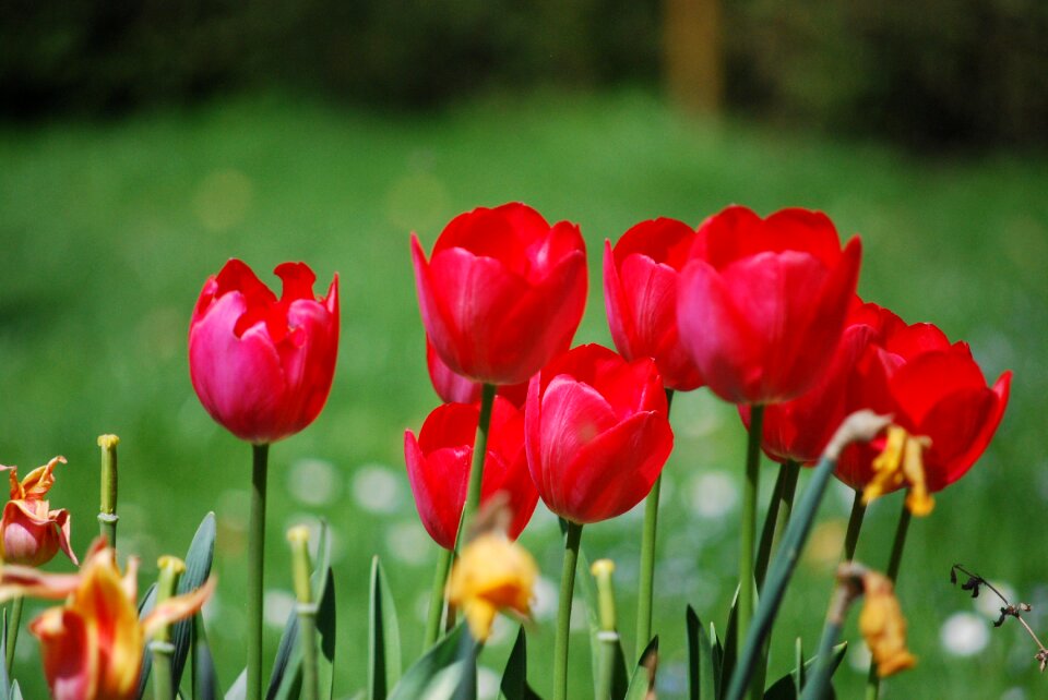 Leaf garden tulip