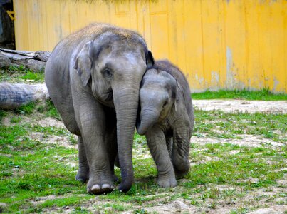 Elephant elephants chobotnatci photo