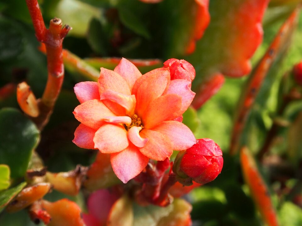 Flower pink orange flowers
