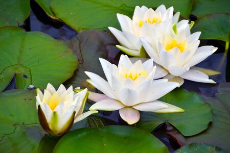 Flower water white flower