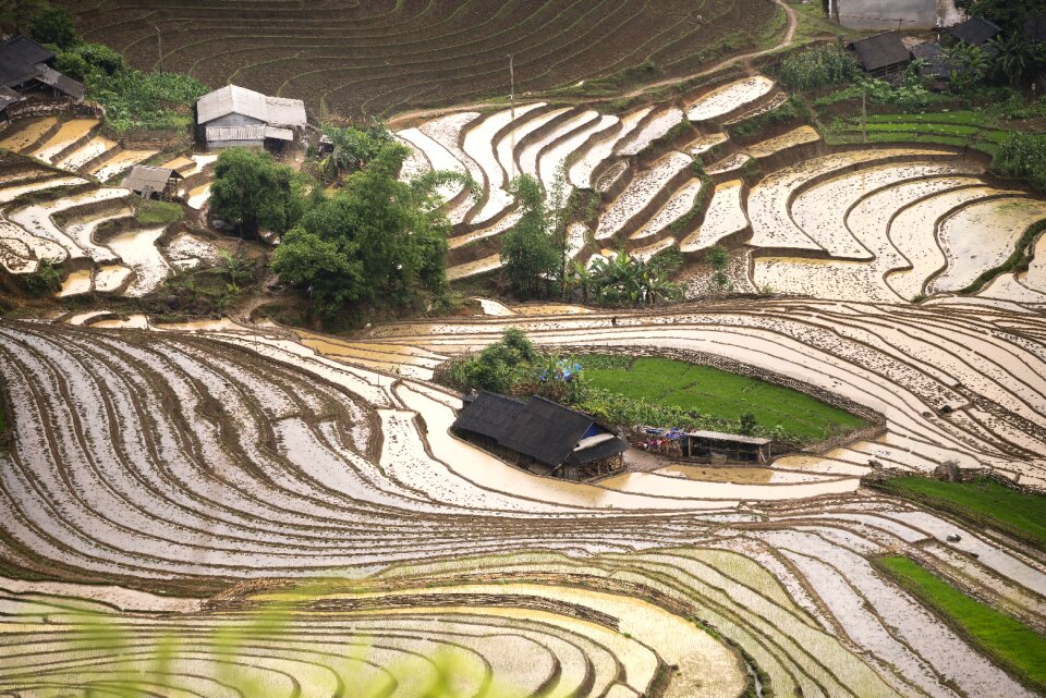 Vietnam rice season