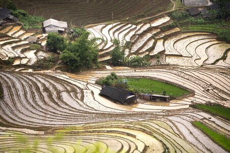 Vietnam rice season photo