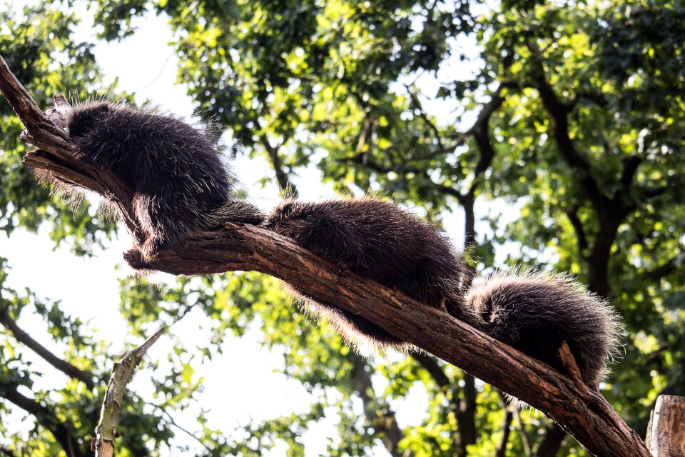 Animal world rodent porcupine