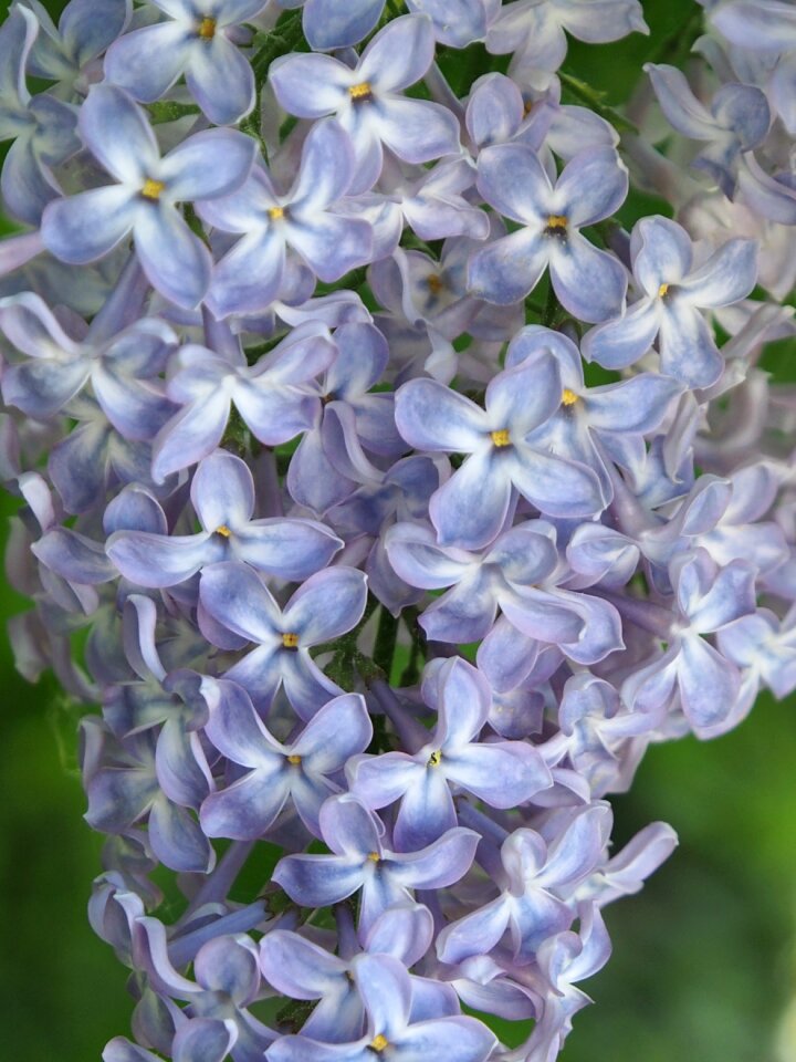 Lilac flowers Free photos