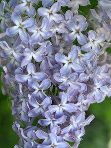 Lilac flowers Free photos