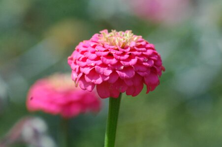 Garden yard pink