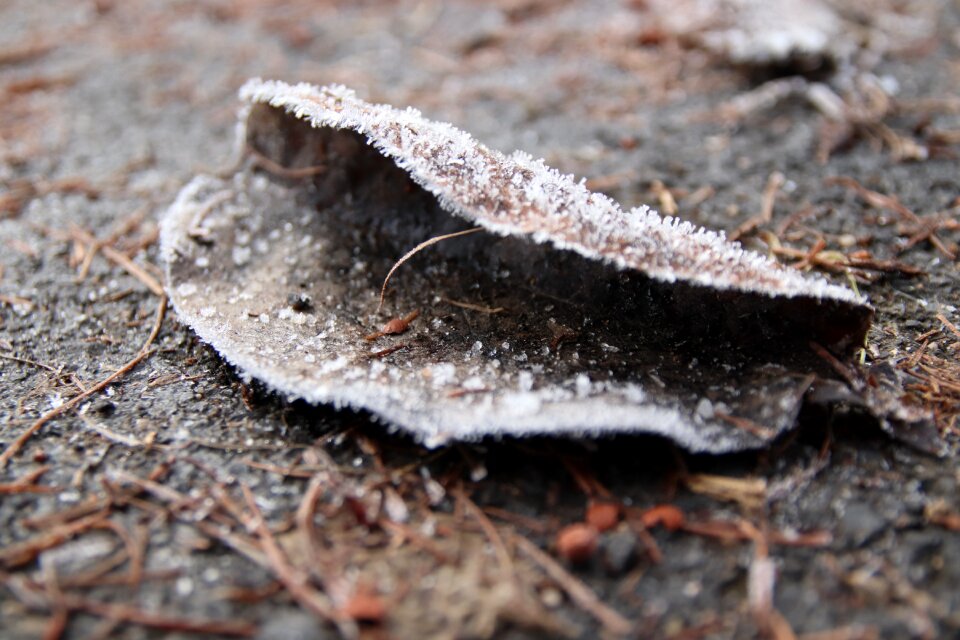 Winter frozen autumn
