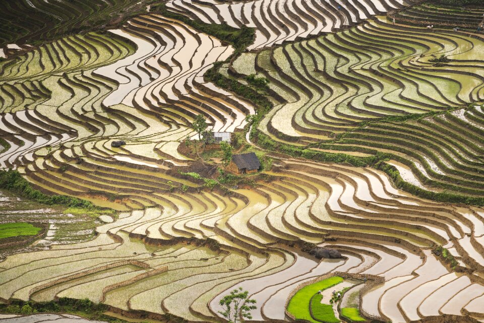 Vietnam rice season photo