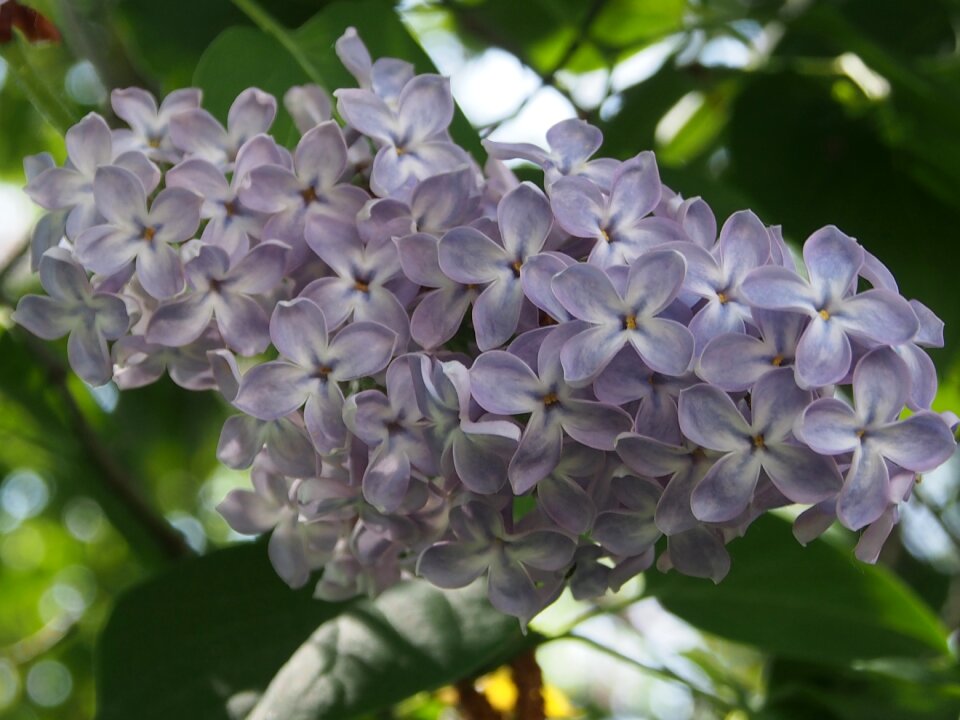 Lilac flowers lilac flower
