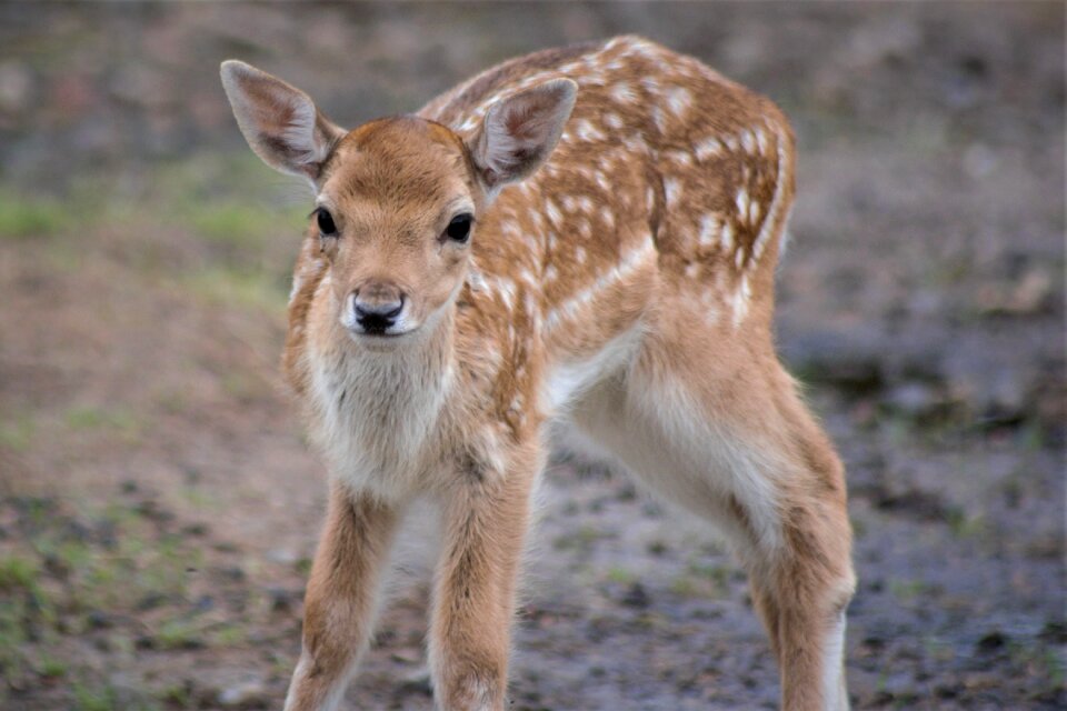 Animal world mammal nature