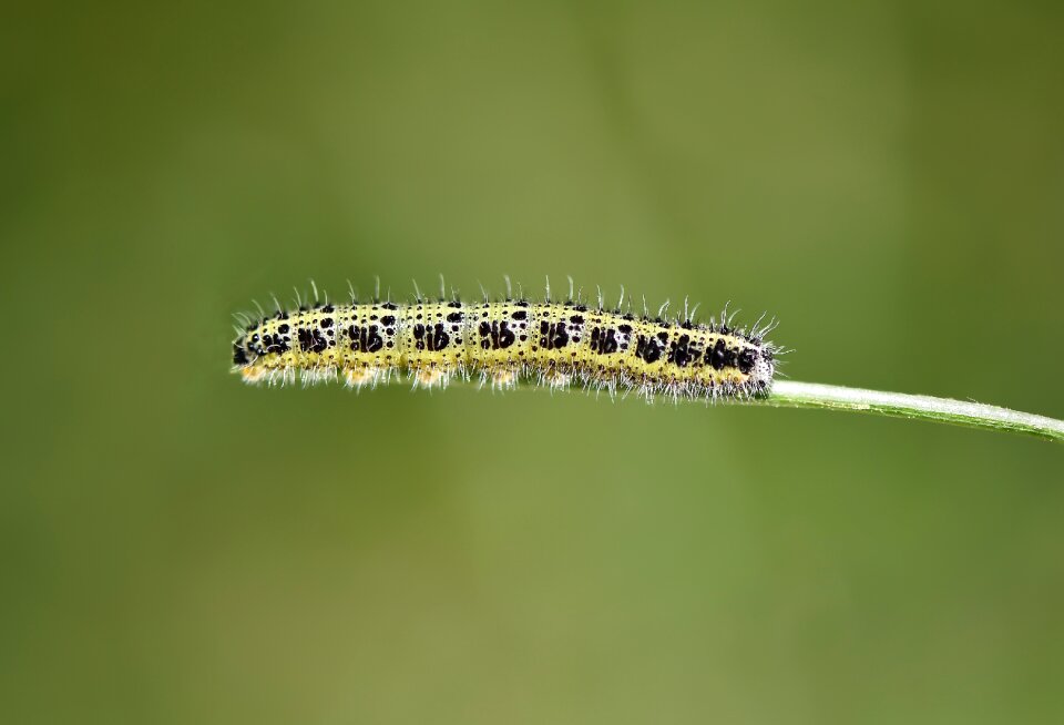 Böcek caterpillar doğa