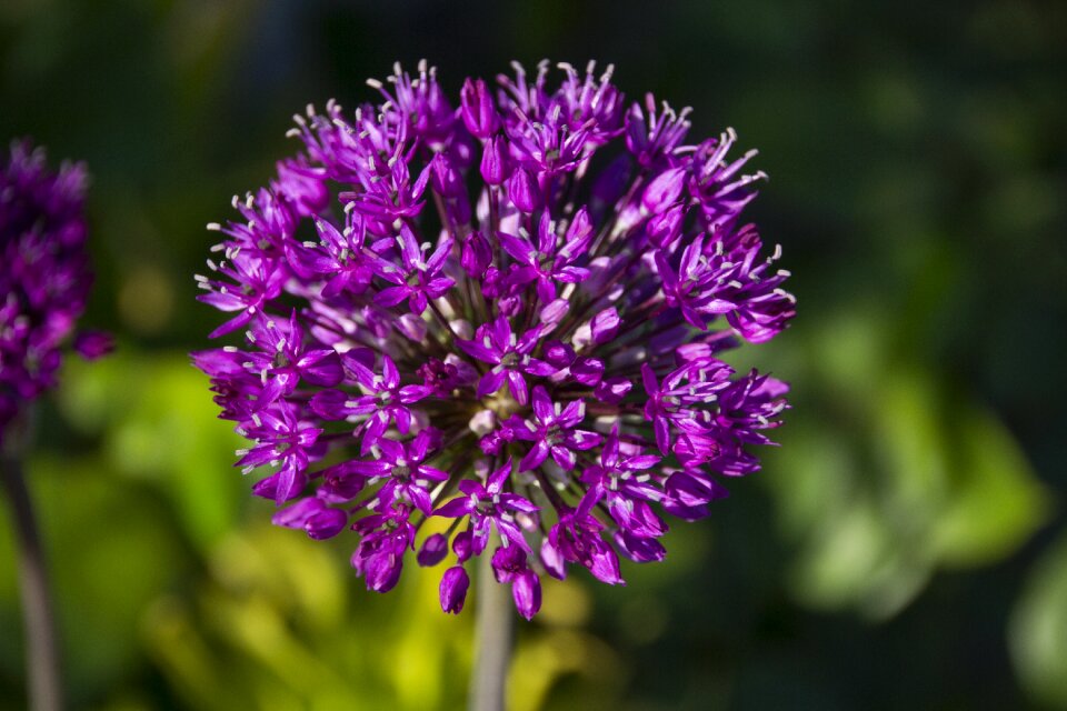 Flower nature bloom