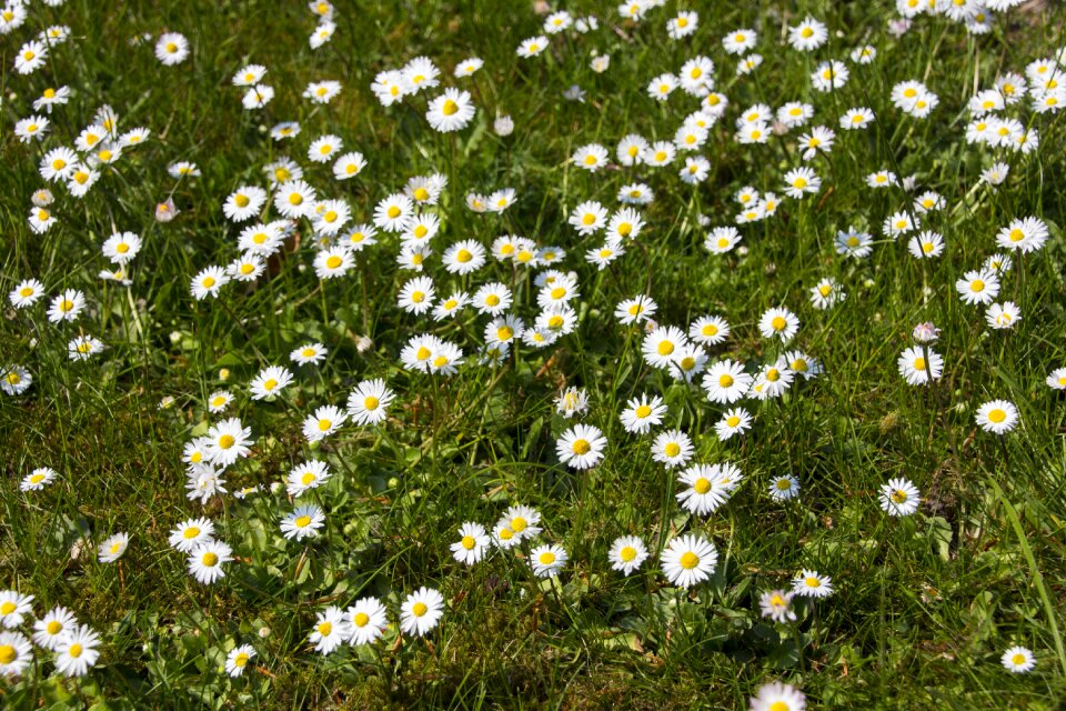 Close up nature blossom