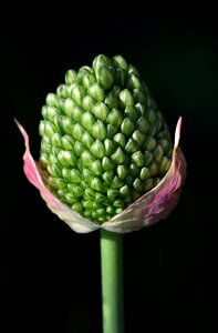 Plant garden leek flower photo