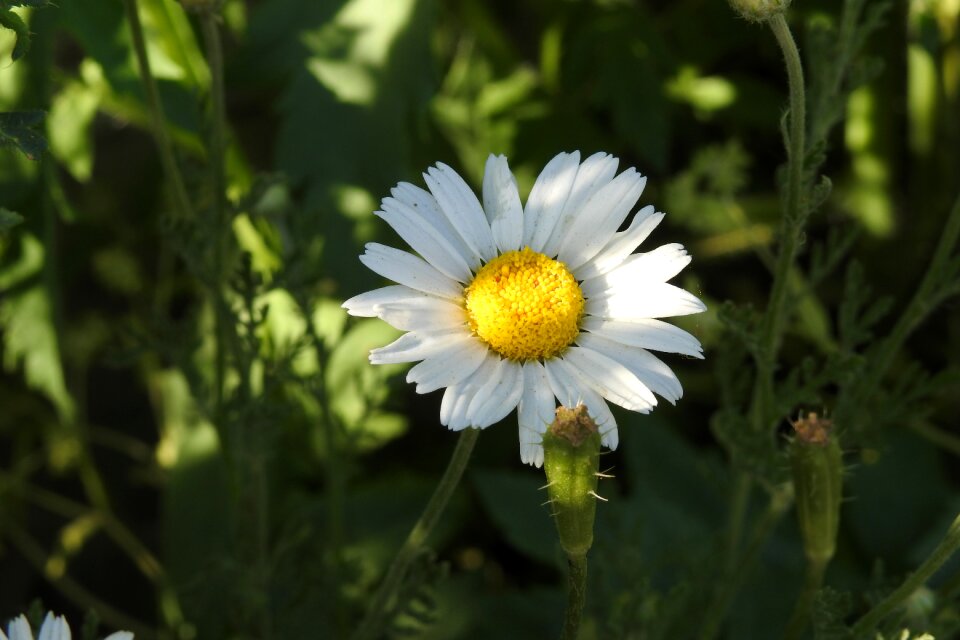 Daisies blooms plant