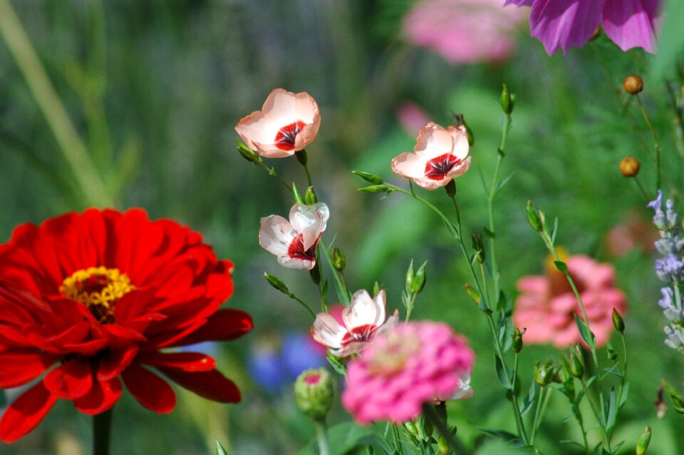 Pink red prairie