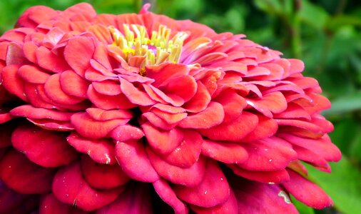 Summer nature garden