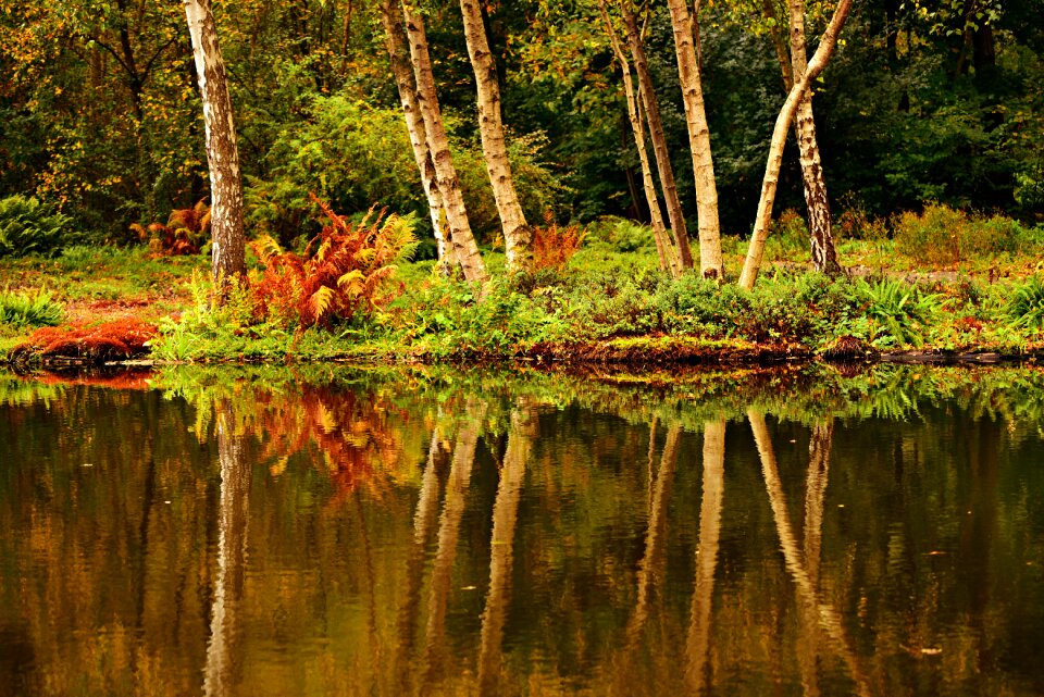 Banks reflection vegetation