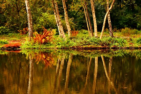 Banks reflection vegetation