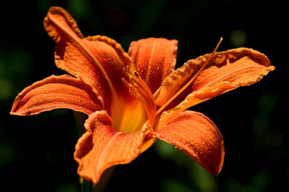 Blossom bloom orange photo