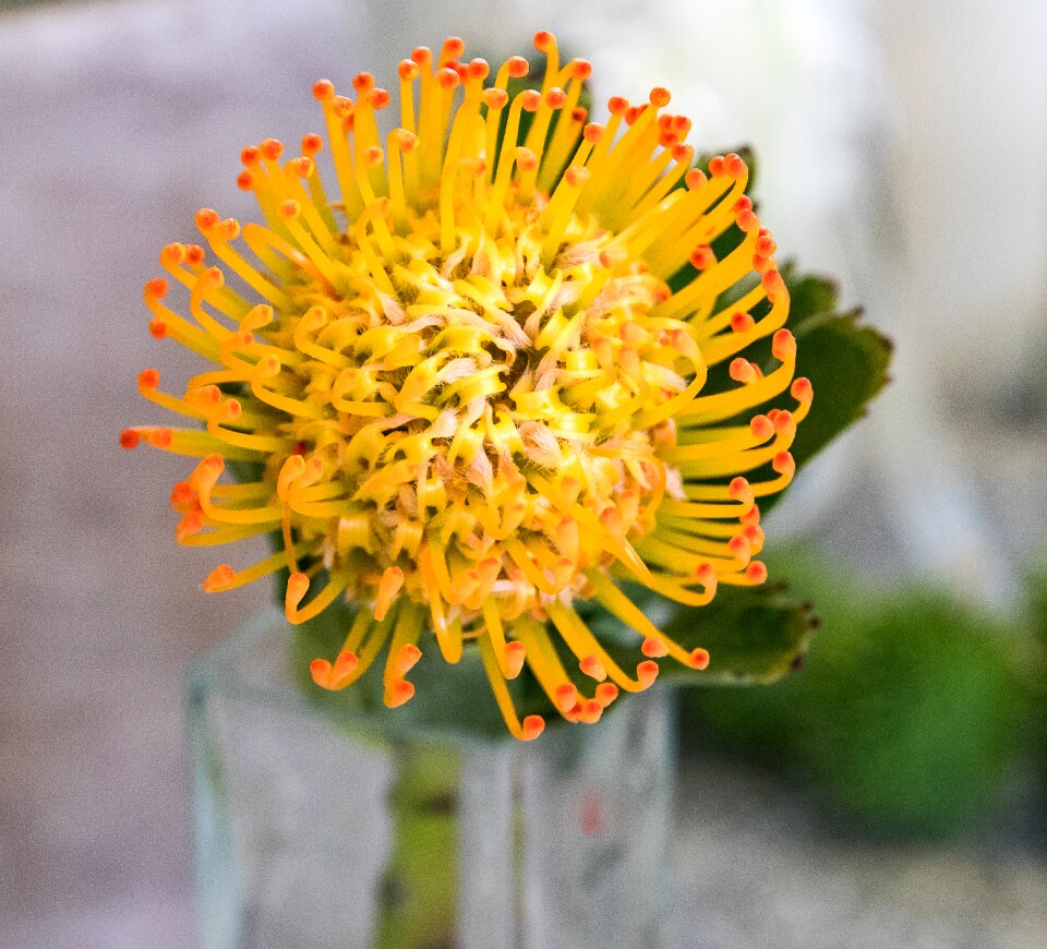 Blossom bloom yellow