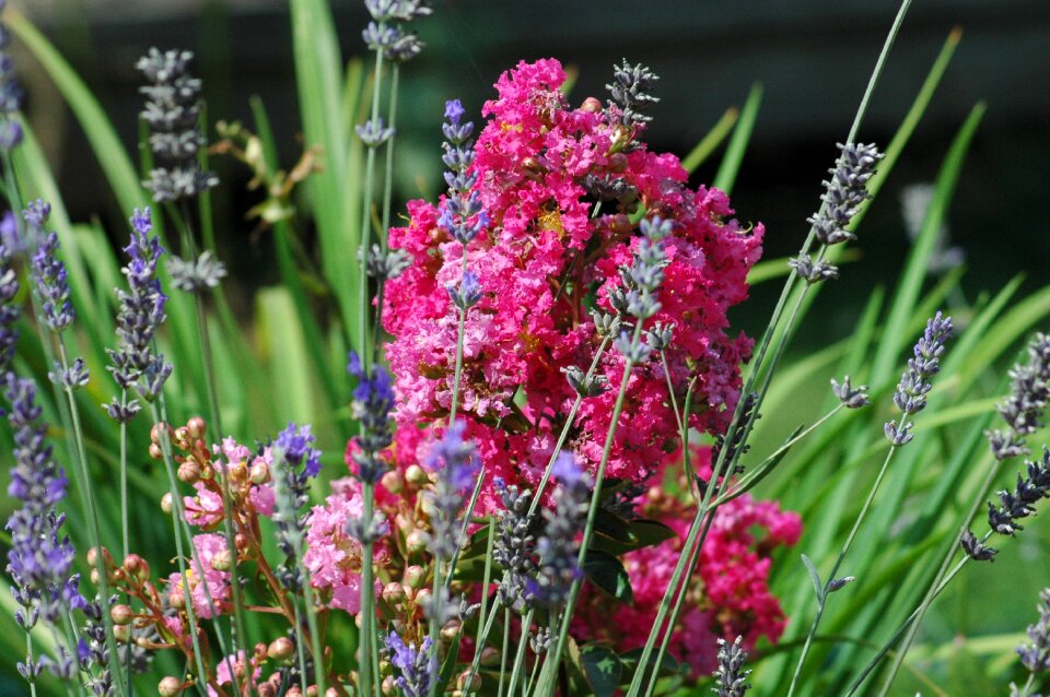 Pink purple prairie
