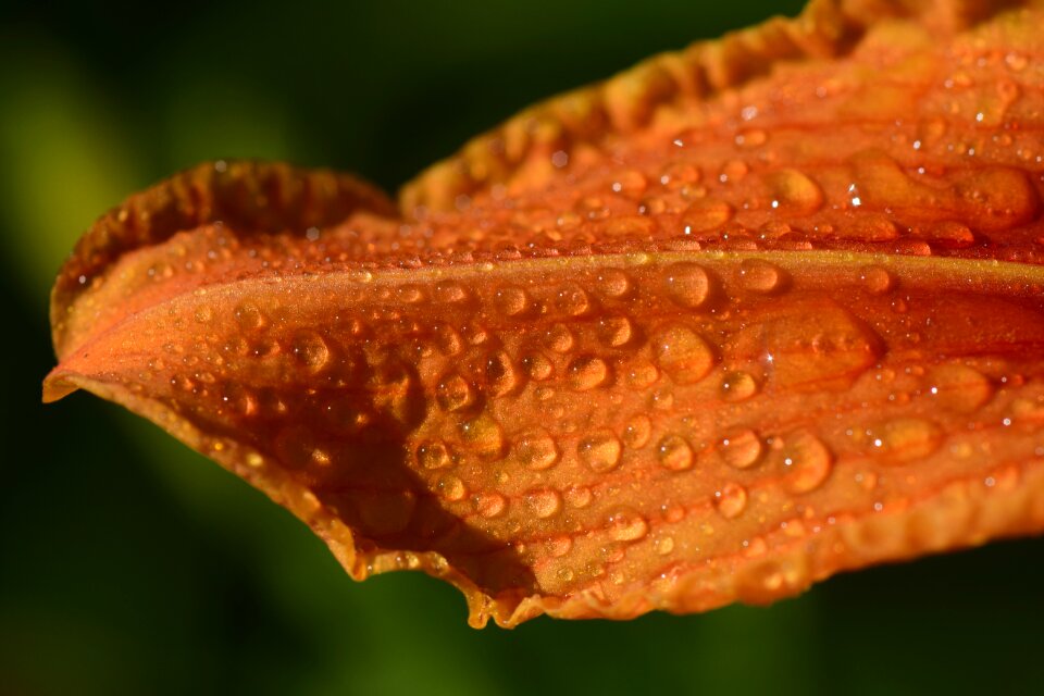 Petal drip dewdrop
