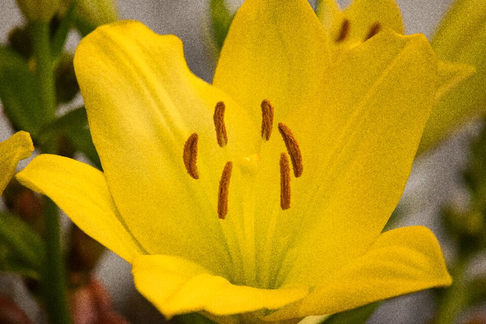 Ornamental plant yellow flower garden