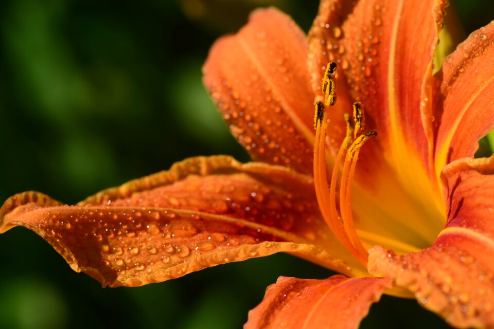 Blossom bloom orange