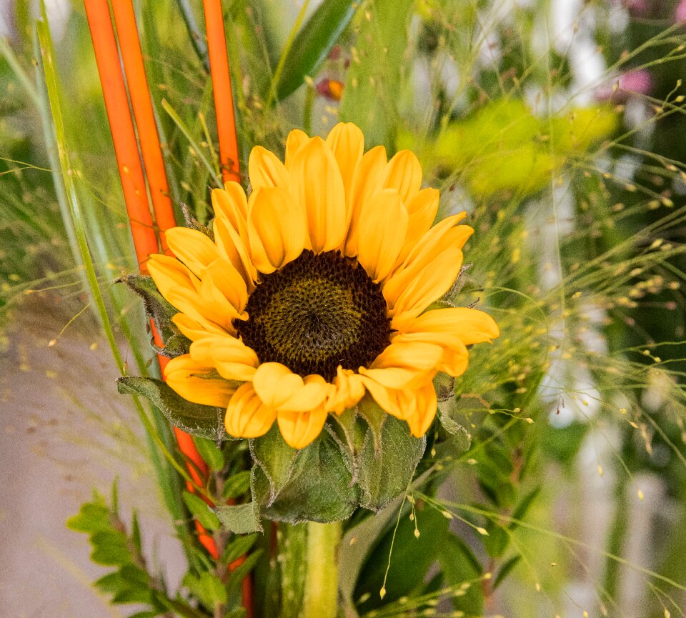 Summer flora bloom