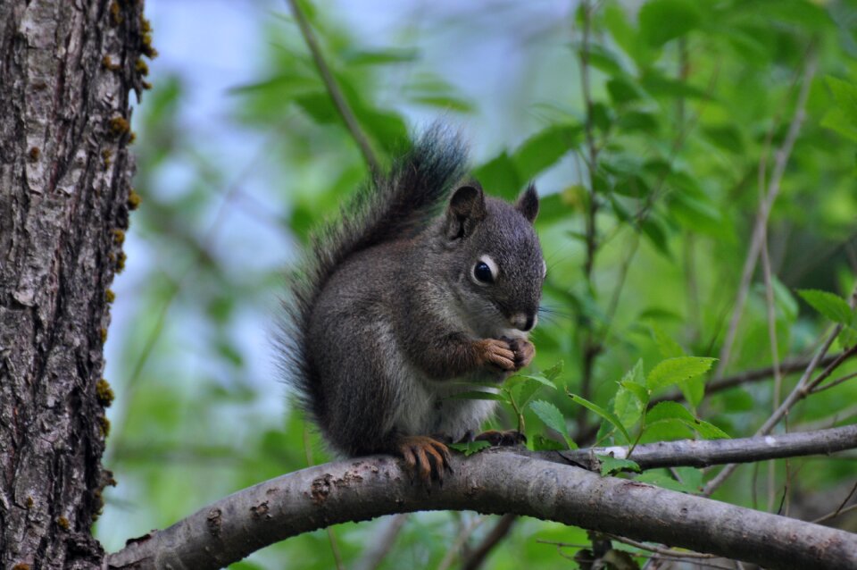 Squirrel nature wildlife