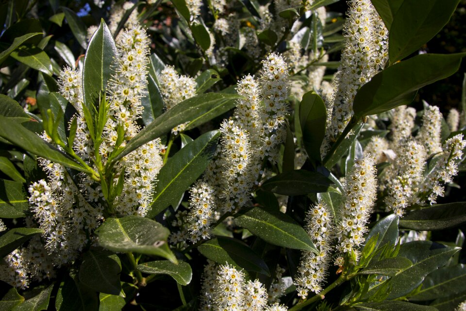 Nature flower garden bloom