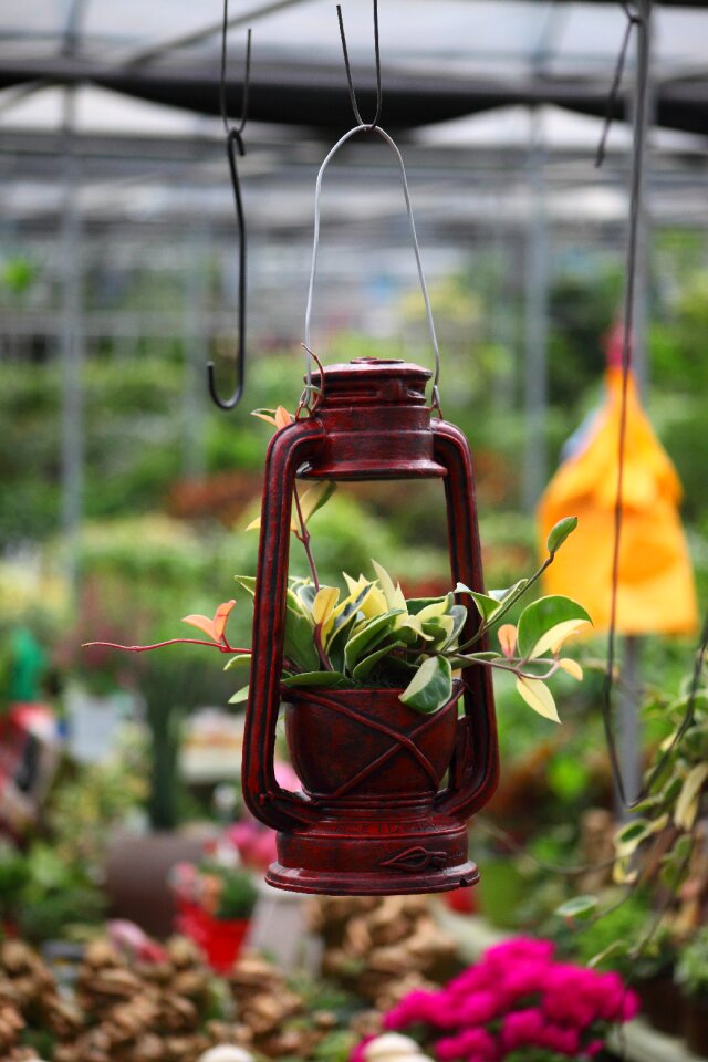 Republic of korea flower still life