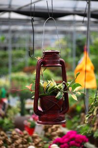 Republic of korea flower still life
