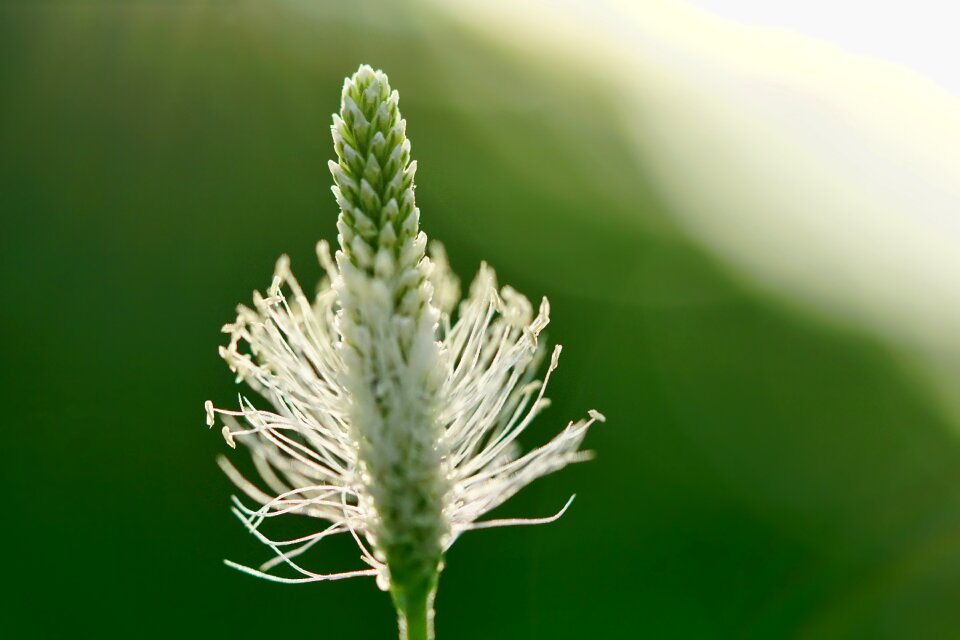 Plant greater plantain sunlight