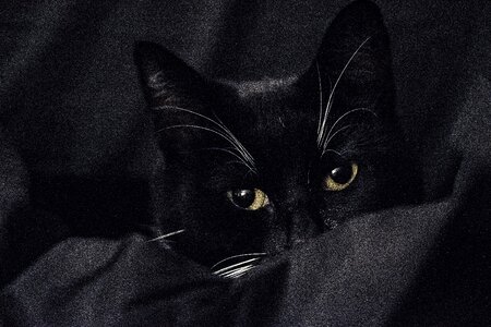 Low key photography cat eyes shy cat