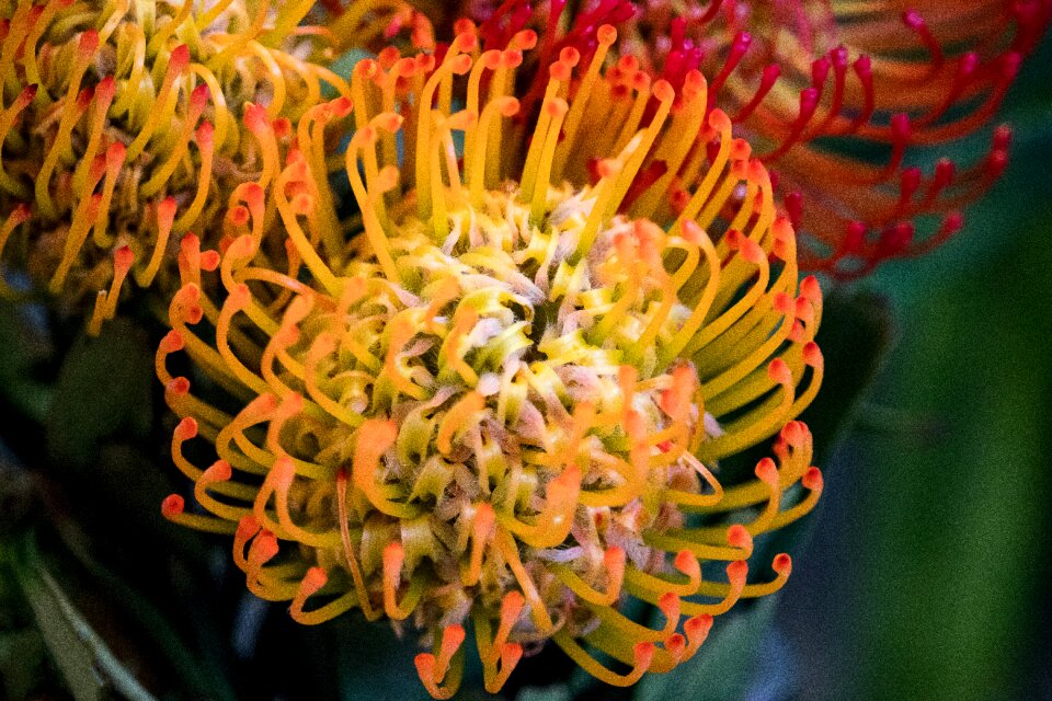 Blossom bloom orange