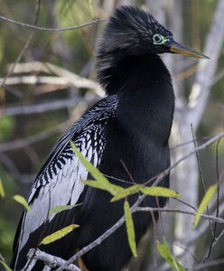 Wildlife bird animal