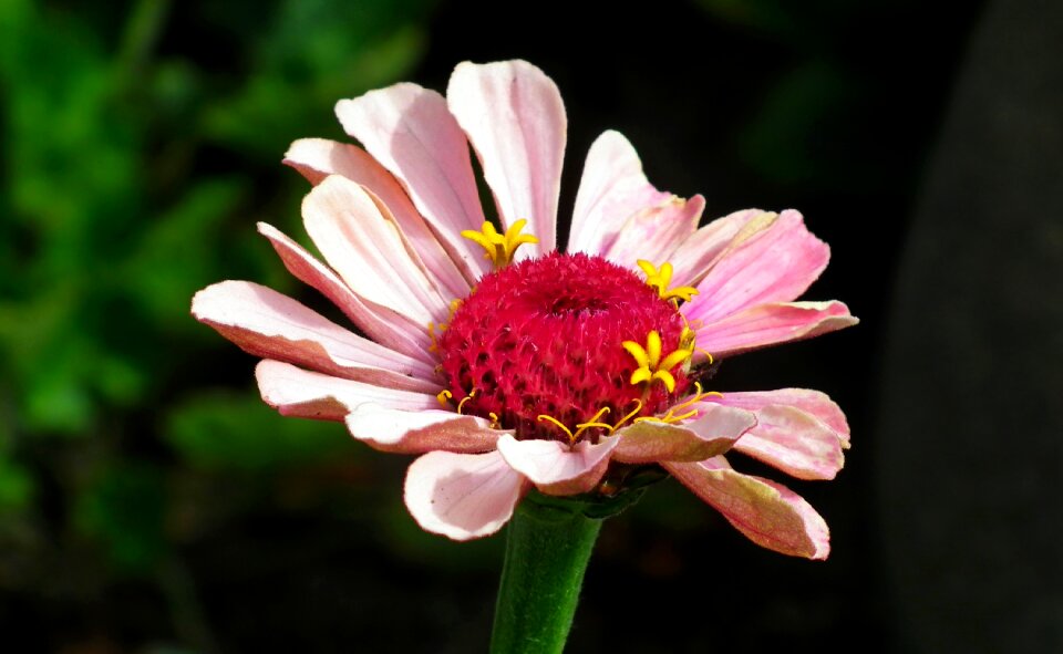 Nature garden macro