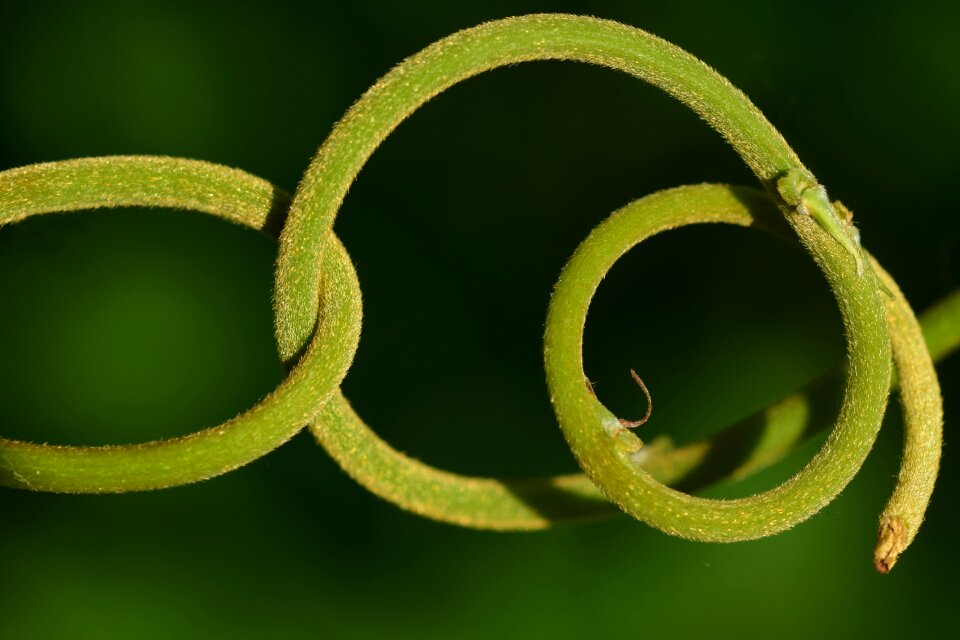 Nature plant tentacle