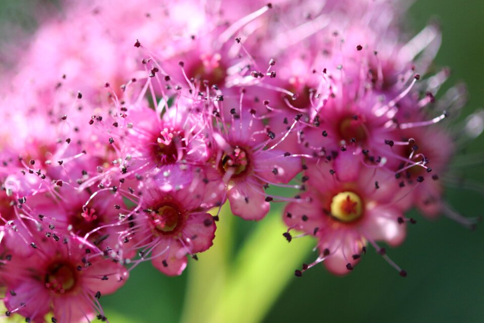 Flowers garden plant