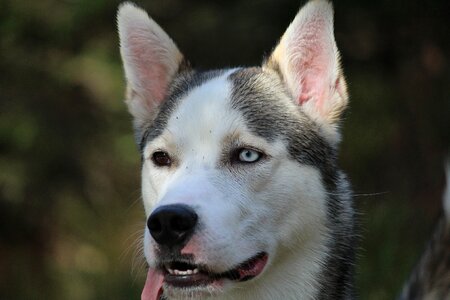 Dog friend outdoor photo