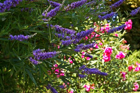 Medicinal plant plant herb