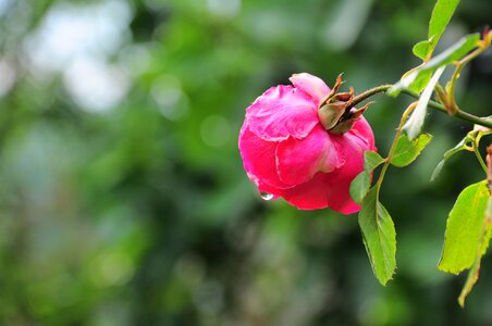Garden nature flower