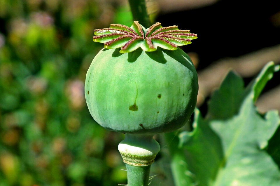 Nature garden closeup