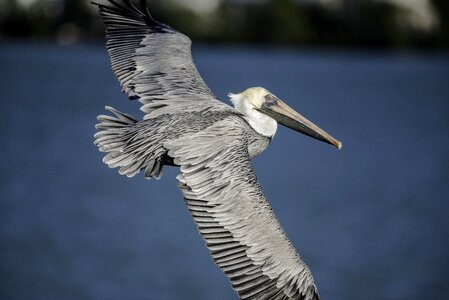 Wings birds wildlife