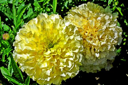 Nature summer plant